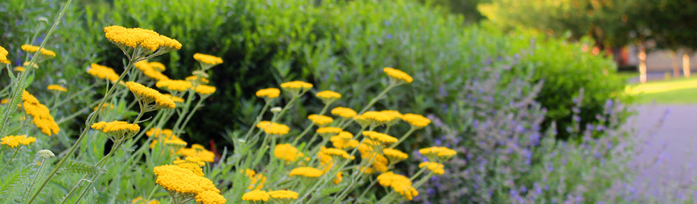 GreenWorks Landscaping