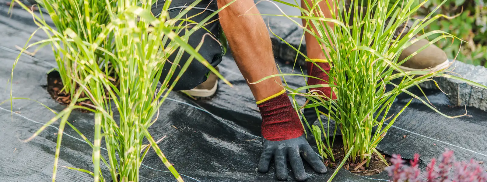 Landscape Maintenance Services